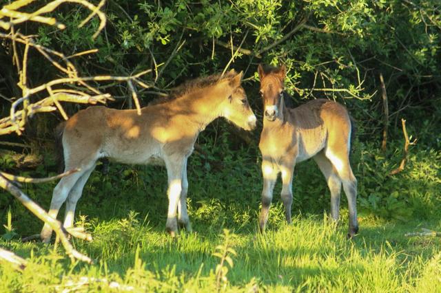 Wilde veulens Aekingerzand opnieuw massaal gepakt door wolf