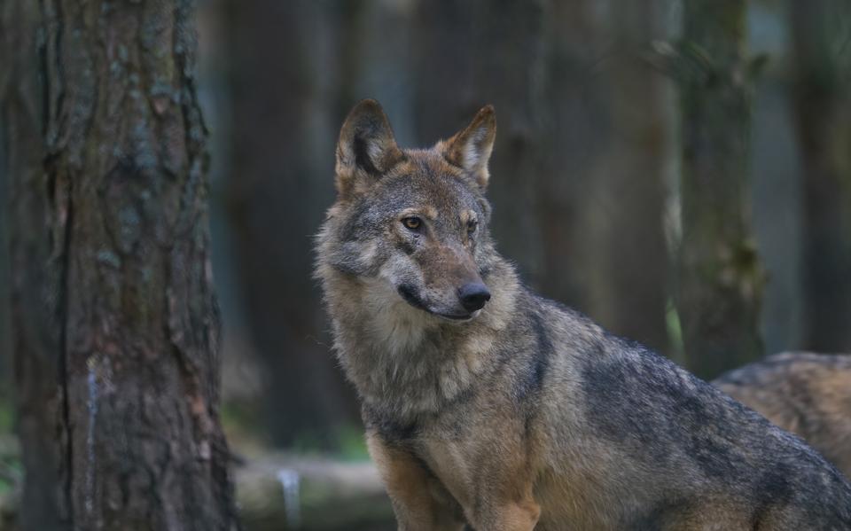 De grijze wolf, voor de een een zegen, voor de ander een verschrikking.