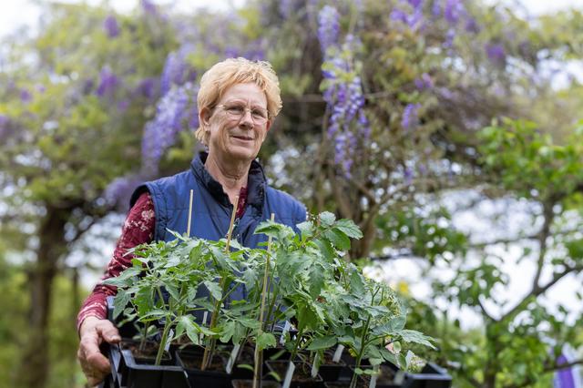 Marian (69) uit Noordwolde verwacht stormloop op tomaten op Lentefair in Frederiksoord. ‘Ze staan me