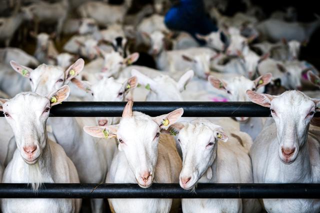 Meer longontstekingen nabij geitenhouderijen