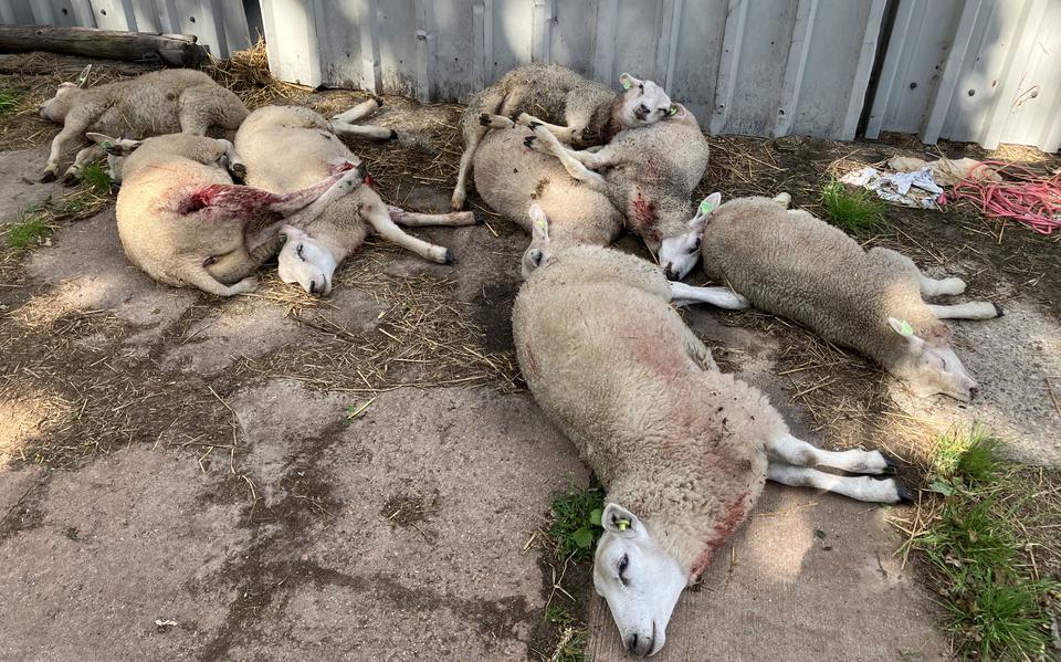 Deze schapen van Stefan Worst in Vledder overleefden een aanval van de wolf, maar waren zo zwaargewond dat ze alsnog door de veearts moesten worden afgemaakt.