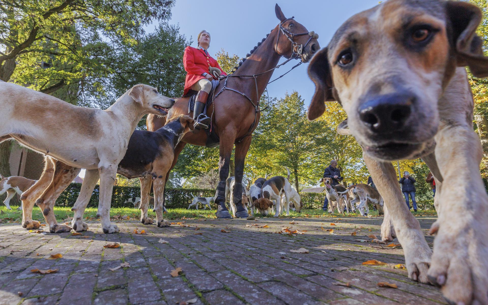 Ruim dertig honden jagen rond Elsloo en Zorgvlied op geur van met koeienpens doordrenkte lap stof -