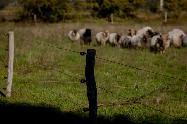 Wolfwerende afrastering bij een schapenhouder in Drenthe.
