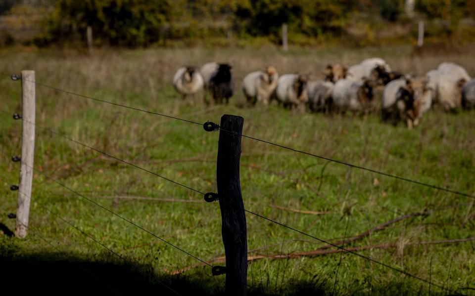 Wolfwerende afrastering bij een schapenhouder in Drenthe.
