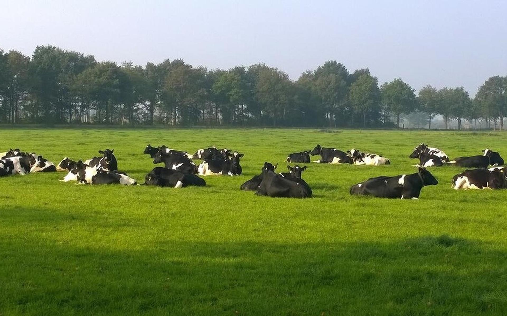 LTO kritisch, maar tevreden over akkoord SGD en ZuivelNL - Stellingwerf