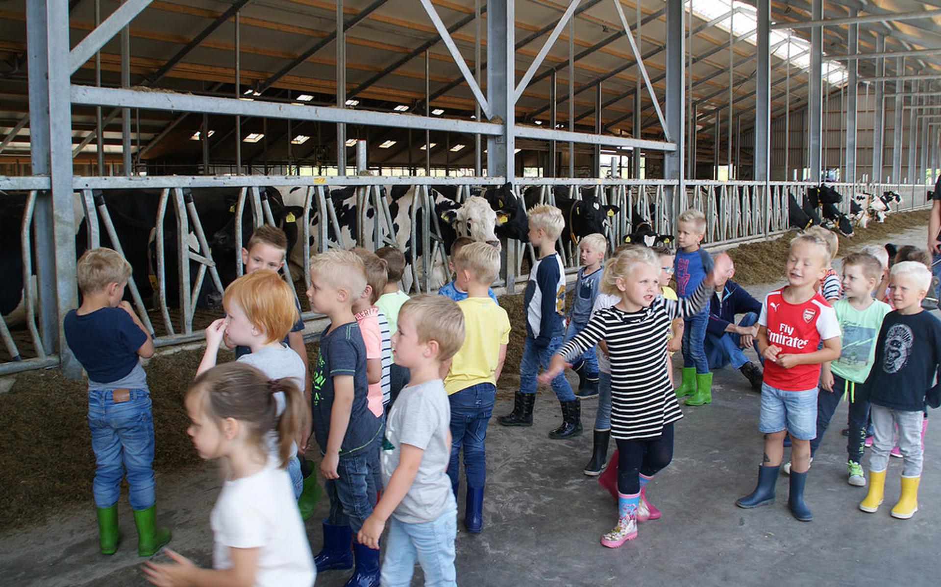 Kinderen van de Tuindorpschool nemen kijkje bij koetjes en kalfjes - Stellingwerf