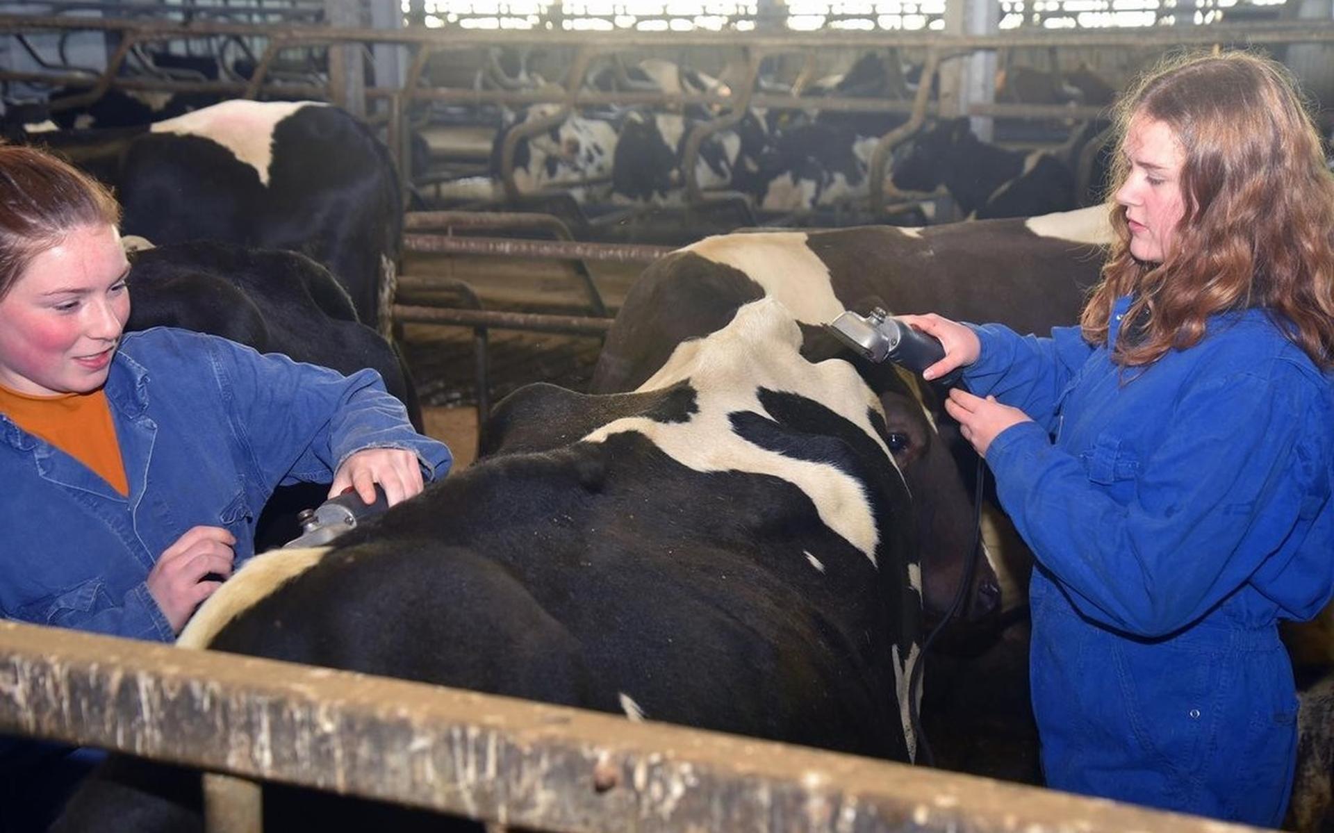Scholieren scheren koeien in Nijelamer