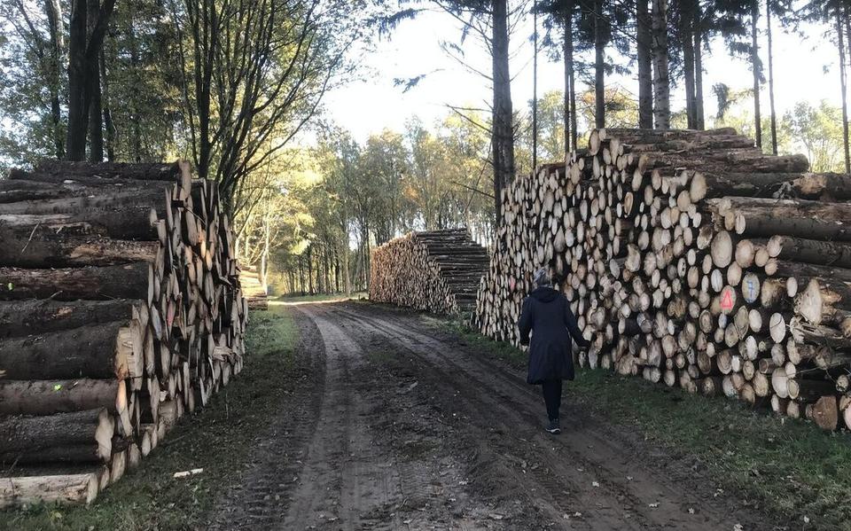 In het Meenthebos bij Noordwolde liggen enorme stapels gekapt hout.