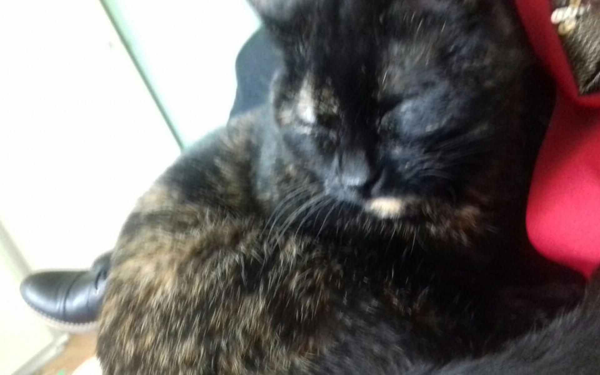 Waar zijn Tinkelbel, Moose en Poppedijn? - Stellingwerf