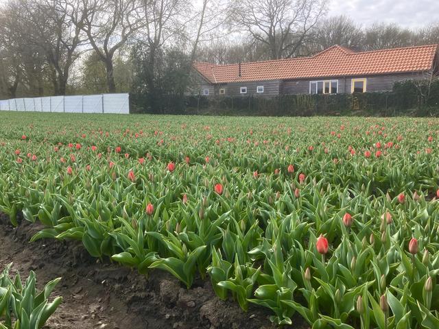 Zorgen bij omwonenden over bollenteelt in Zandhuizen