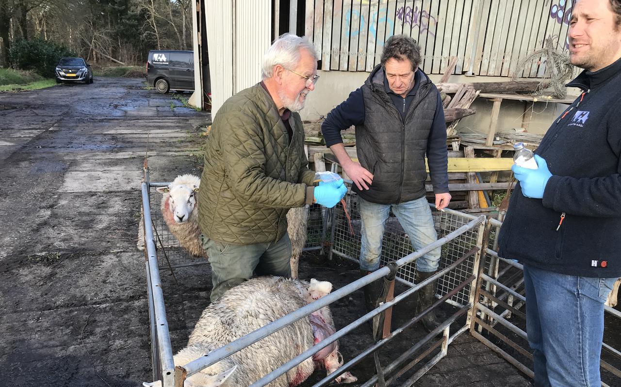 Taxateur Johan Wesselink (links) onderzoekt het schaap onder toeziend oog van Gerard Worst. Rechts staat veearts Robert Fiske klaar om het dier uit haar lijden te verlossen.