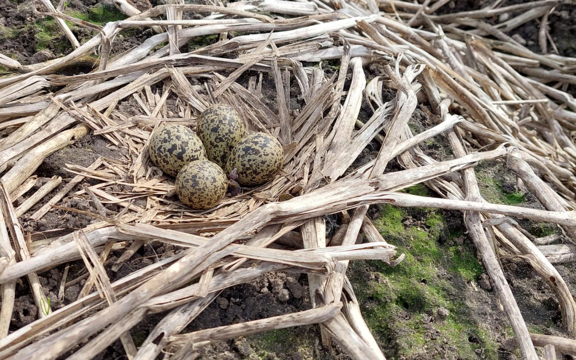 De weidevogels vinden bij Nijelamer een prima plekje. Daar was een aardappelperceel niet geoogst vanwege de vele regen in het najaar. Foto: Harold Sikkema