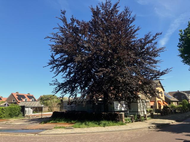 Rode beuk naast kerk in Noordwolde is beeldbepalend, maar veroorzaakt problemen