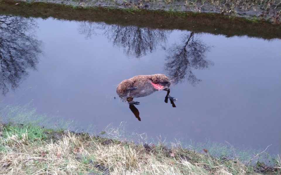Een aangevallen schaap verdrinkt in het water.