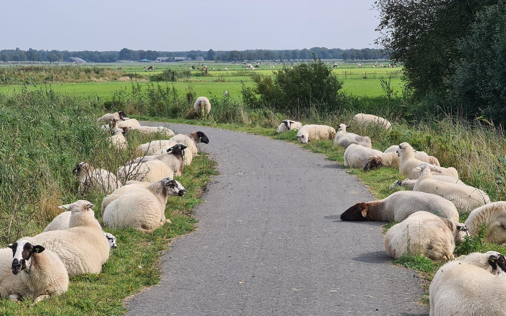 De fietsers kunnen door een soort erehaag gewoon doorrijden.