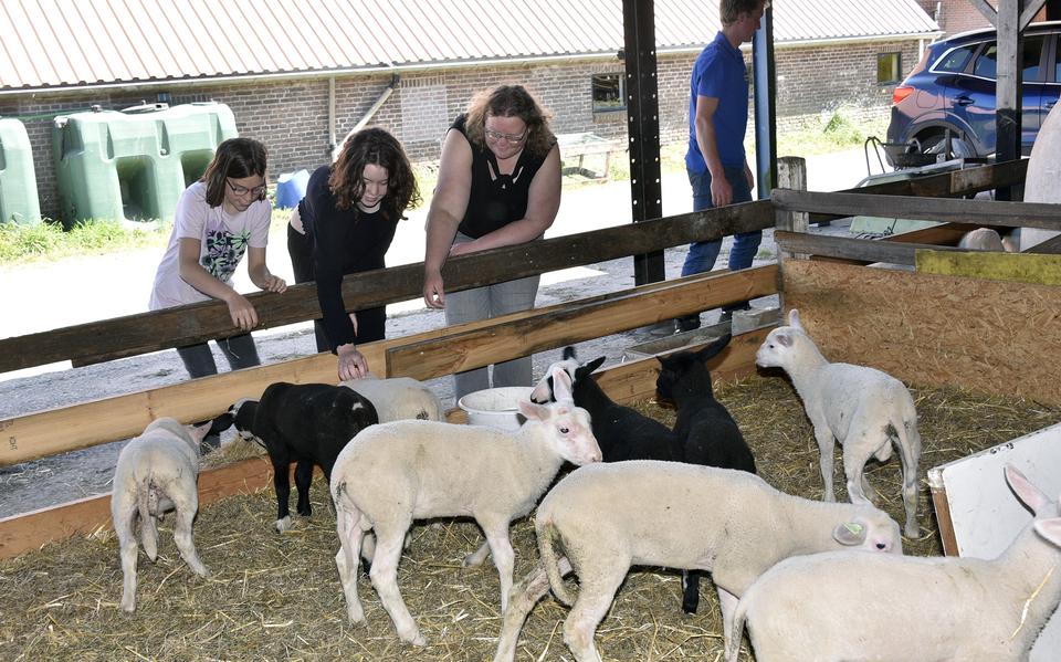 Biologische kaasboerderij Langelaan in Blesdijke houdt een open dag.