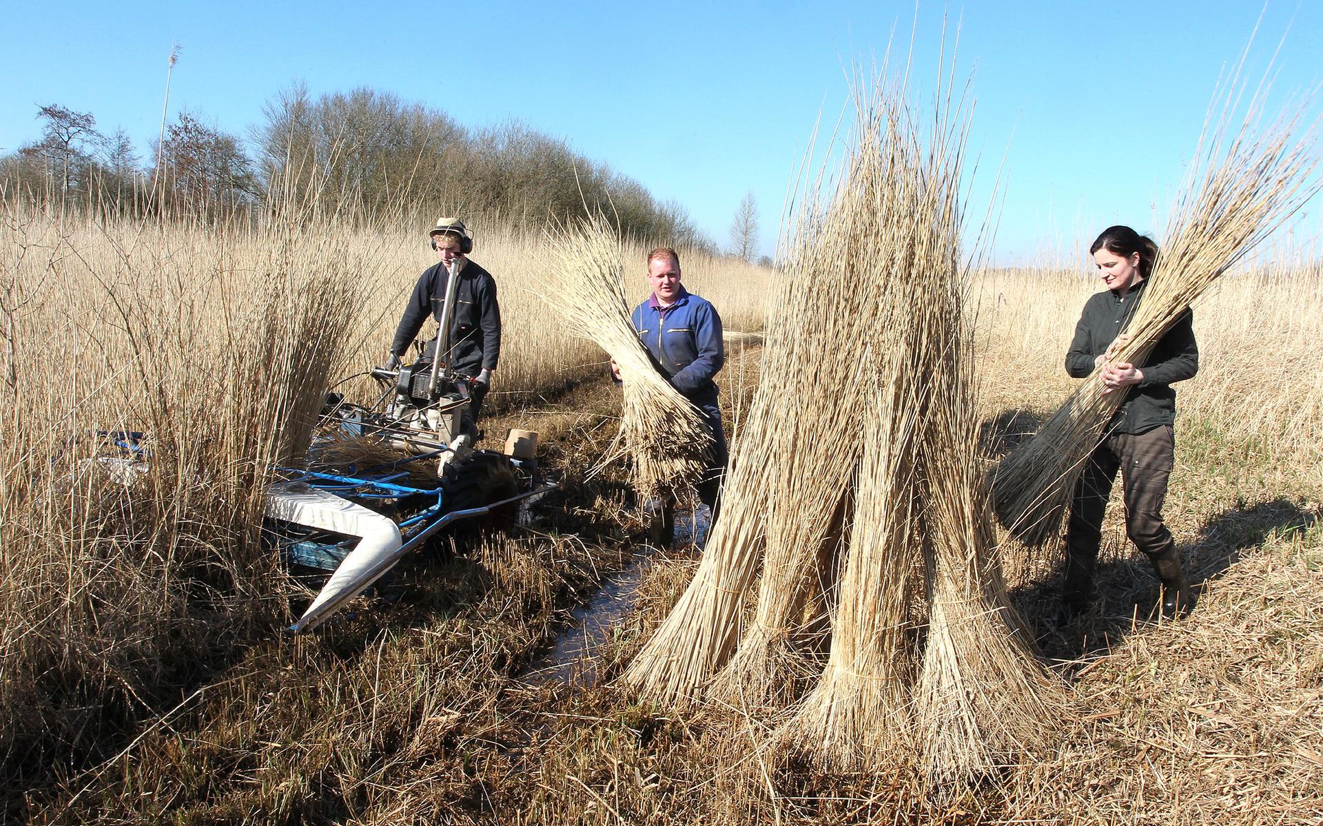 Staatsbosbeheermedewerkers Bram Poelsema, Stefan Woldhof en Robin van Dam (v.l.n.r.) maaien het riet in het natuurgebied aan de Vinkegavaartweg in De Hoeve.