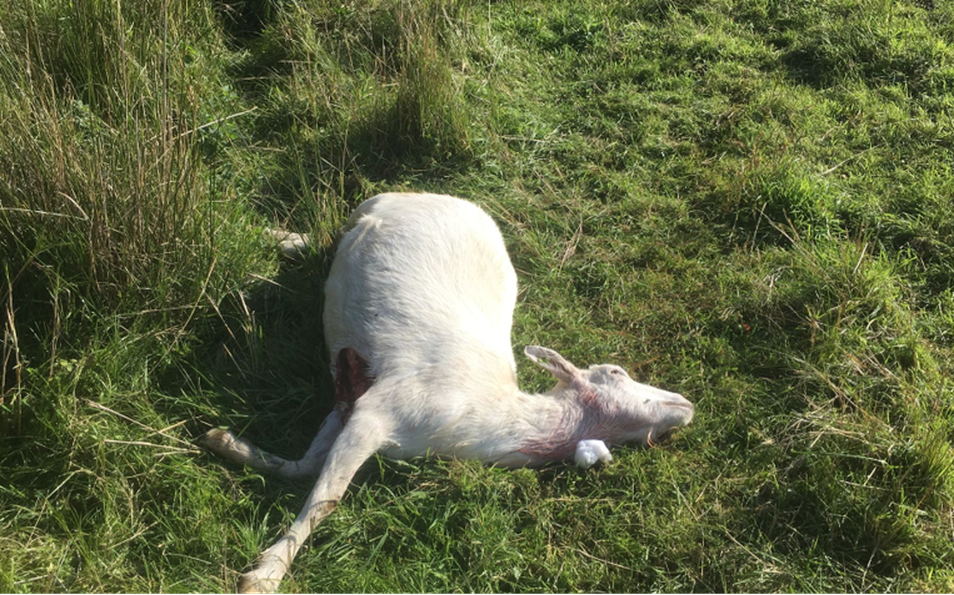 Wolf actief in Ter Idzard en Oldeholtpade. Aanwezigheid van elf verschillende wolven in Nederland aa