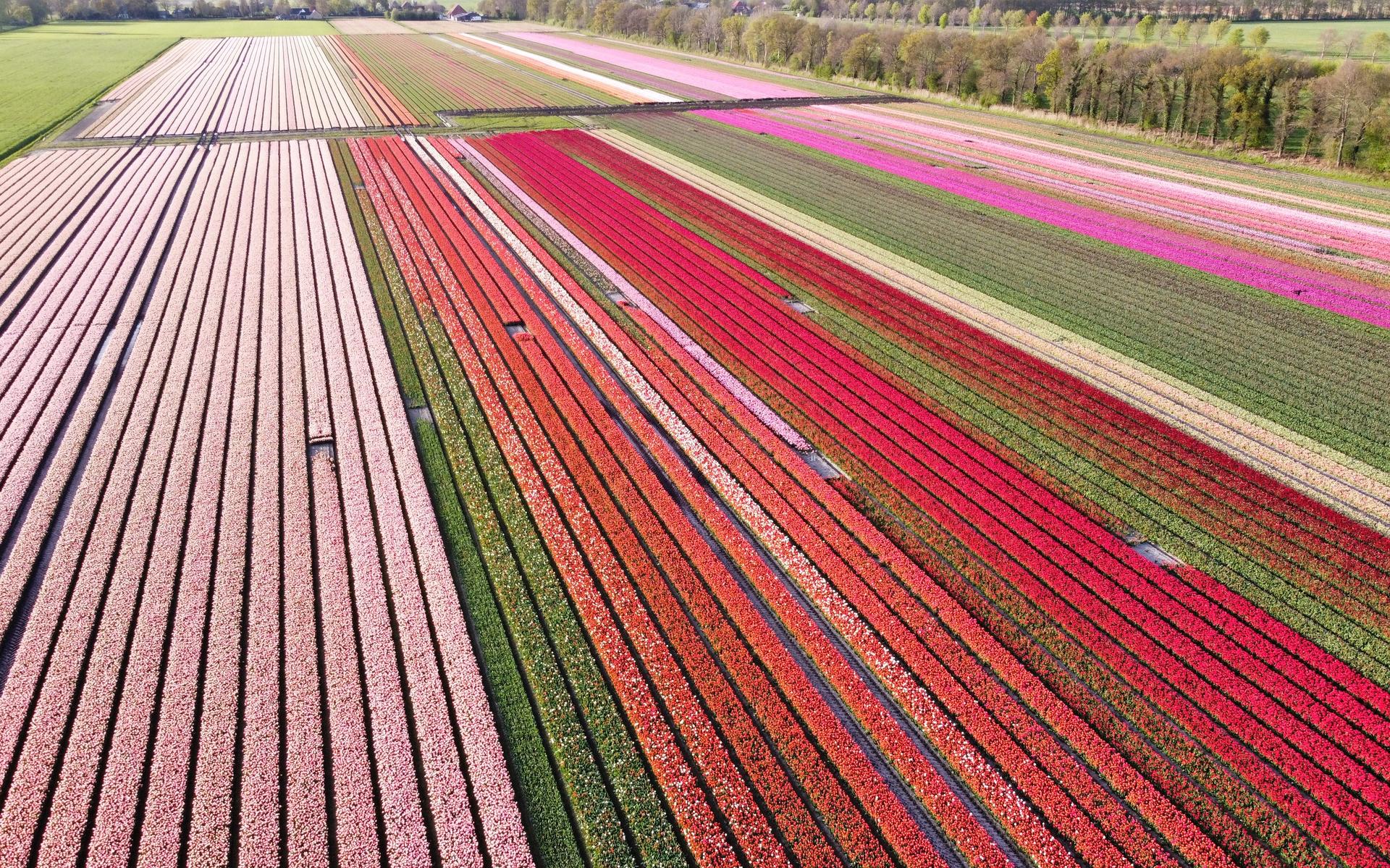Bollenveld aan de Zuiderweg in Vinkega. Foto Stoer MEDIA