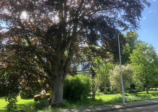 Waardevolle bomen in Weststellingwerf worden beter beschermd