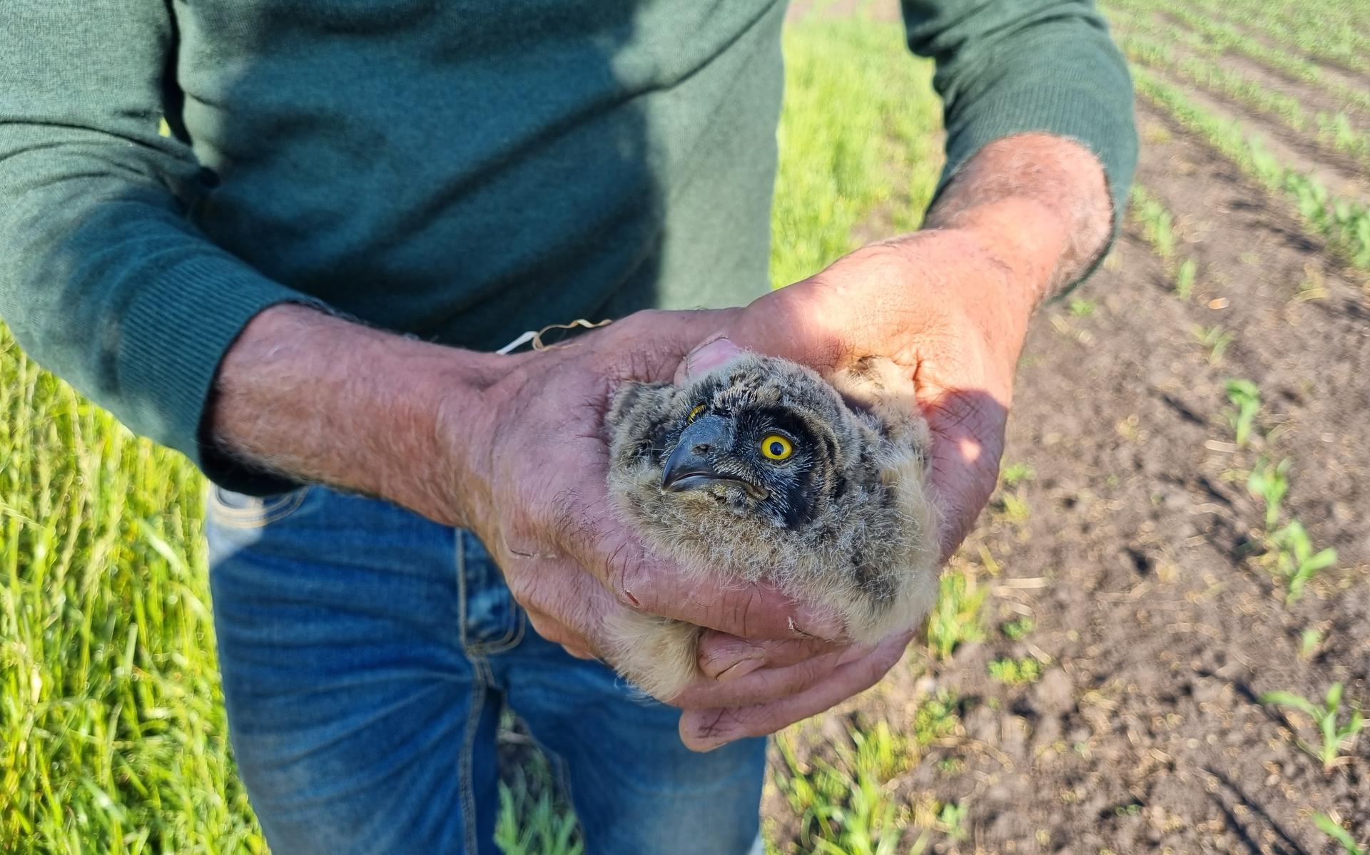 Nest zeldzame velduiltjes in Nijeholtwolde vliegt uit