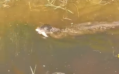 Bastian Vos ziet de otter zwemmen. Bastian Vos ziet de otter zwemmen.