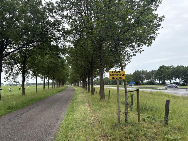 Weststellingwerf waarschuwt voor agressieve buizerd bij Oldeholtwolde