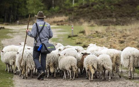 In heel Nederland werden de afgelopen maand 35 gedode schapen gemeld, waarvan 13 in Friesland.
