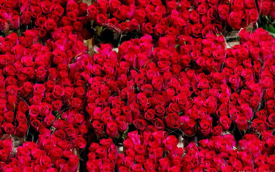 Bloemen voor Valentijnsdag duurder, maar nog steeds populair.