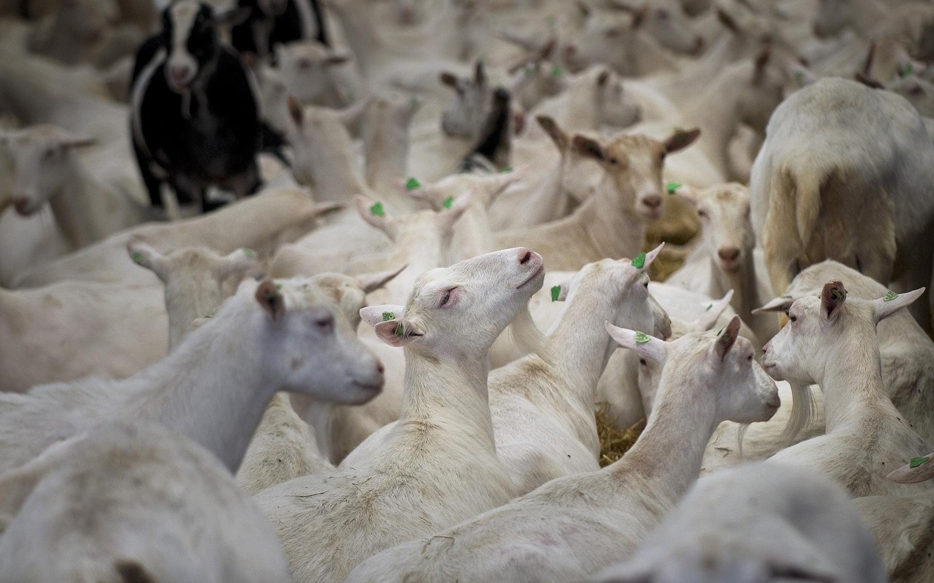 Raad van State beoordeelt zorgen over komst van geitenhouderij in Oldeholtpade