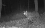 Wolf op de zuidelijke Veluwe, gespot op de wildcamera van Natuurmonumenten in maart 2020.
