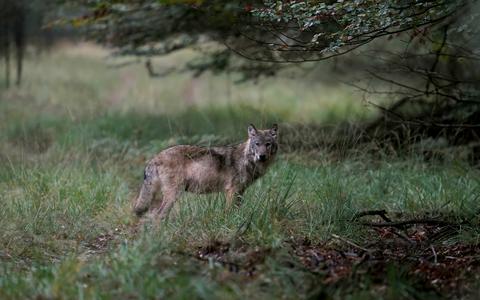 De wolf heeft dit jaar in Friesland en Drenthe al tweehonderd koeien, kalveren, schapen en pony's gedood. 
