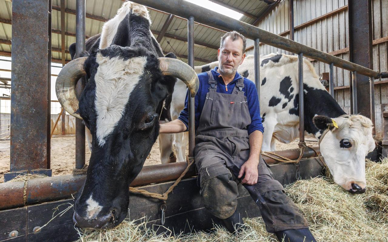 Bert Hollander met zijn koeien. Bert Hollander met zijn koeien.