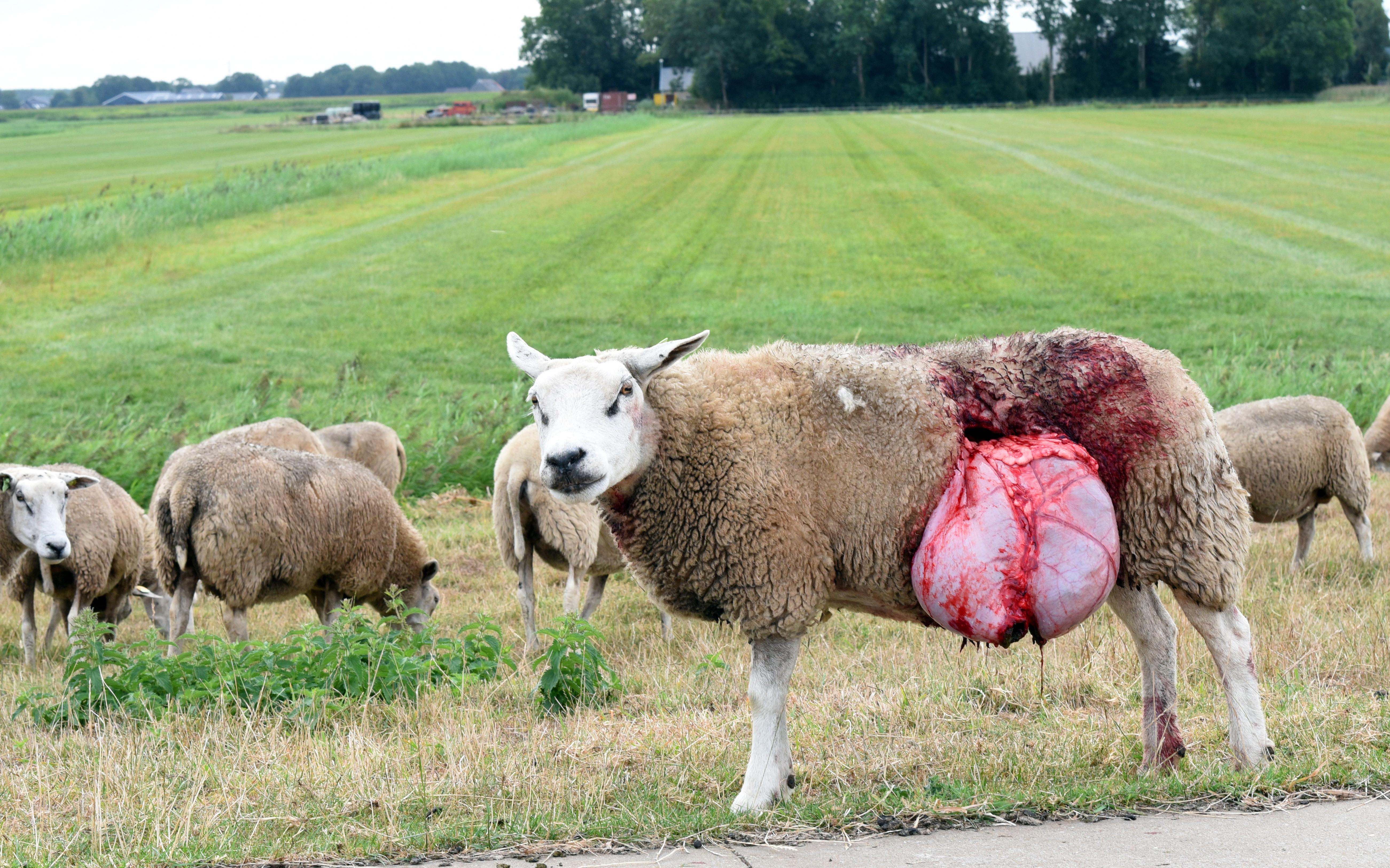 LTO Noord luidt noodklok: massaal dierenleed door wolf - Stellingwerf